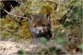 Coup d'oeil dehors par un beau soleil RENARD RENARDEAU TERRIER
VULPES VULPES
Mammifère

Photographie de nature et de faune sauvage
Photographe naturaliste
Que nature vive
Daniel TRINQUECOSTES 