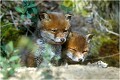 Les deux frères prennent le soleil de cette fin d'avril ! RENARDEAU

Mammifère
PHOTOGRAPHIE nature faune sauvage
Que nature vive

Daniel Trinquecostes 