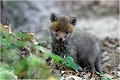 Dans la gueule du terrier RENARD RENARDEAU TERRIER
VULPES VULPES
Mammifère

Photographie de nature et de faune sauvage
Photographe naturaliste
Que nature vive
Daniel TRINQUECOSTES 