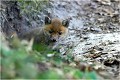 Très observateur je suis ......il faut dire que moi, je suis tout prés !
7 mêtres ! RENARD RENARDEAU TERRIER
VULPES VULPES
Mammifère

Photographie de nature et de faune sauvage
Photographe naturaliste
Que nature vive
Daniel TRINQUECOSTES 