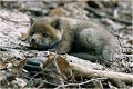 La sieste ....... RENARD RENARDEAU TERRIER
VULPES VULPES
Mammifère

Photographie de nature et de faune sauvage
Photographe naturaliste
Que nature vive
Daniel TRINQUECOSTES 