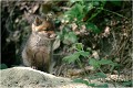 Celui ci , je me souviens plus pourquoi , il avait été doté d'un surnom .......BIGOUDI ! RENARD RENARDEAU TERRIER
VULPES VULPES
Mammifère

Photographie de nature et de faune sauvage
Photographe naturaliste
Que nature vive
Daniel TRINQUECOSTES 