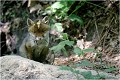 Toujours BIGOUDI RENARDEAU

Mammifère
PHOTOGRAPHIE nature faune sauvage
Que nature vive

Daniel Trinquecostes 