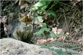 Toujours BIGOUDI à cause de la feuille qui restait entre ses oreilles § RENARD RENARDEAU TERRIER
VULPES VULPES
Mammifère

Photographie de nature et de faune sauvage
Photographe naturaliste
Que nature vive
Daniel TRINQUECOSTES 