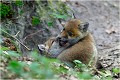 Jeux de mains .....jeux de vilains !!!
 RENARD RENARDEAU TERRIER
VULPES VULPES
Mammifère

Photographie de nature et de faune sauvage
Photographe naturaliste
Que nature vive
Daniel TRINQUECOSTES 