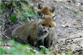 Après la bagarre des gamins ....retour au calme !
 RENARD RENARDEAU TERRIER
VULPES VULPES
Mammifère

Photographie de nature et de faune sauvage
Photographe naturaliste
Que nature vive
Daniel TRINQUECOSTES 