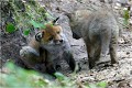 Les yeux dans les yeux RENARD RENARDEAU TERRIER
VULPES VULPES
Mammifère

Photographie de nature et de faune sauvage
Photographe naturaliste
Que nature vive
Daniel TRINQUECOSTES 