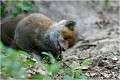 Je goutte ...je goutte RENARD RENARDEAU TERRIER
VULPES VULPES
Mammifère

Photographie de nature et de faune sauvage
Photographe naturaliste
Que nature vive
Daniel TRINQUECOSTES 