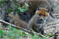 Toujours très attentif et observateur de ce monde qui est à découvrir et pas vraiment sécurisé ....ni sécurisant !
 RENARD RENARDEAU TERRIER
VULPES VULPES
Mammifère

Photographie de nature et de faune sauvage
Photographe naturaliste
Que nature vive
Daniel TRINQUECOSTES 