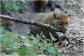 Un baton.....çà c'est bon ! RENARD RENARDEAU TERRIER
VULPES VULPES
Mammifère

Photographie de nature et de faune sauvage
Photographe naturaliste
Que nature vive
Daniel TRINQUECOSTES 