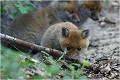 Quel plaisir ce baton ... RENARDEAU

Mammifère
PHOTOGRAPHIE nature faune sauvage
Que nature vive

Daniel Trinquecostes 