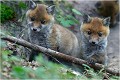 A deux c'est pas mal non plus .... RENARDEAU

Mammifère
PHOTOGRAPHIE nature faune sauvage
Que nature vive

Daniel Trinquecostes 