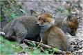 Trois ensemble ... RENARDEAU

Mammifère
PHOTOGRAPHIE nature faune sauvage
Que nature vive

Daniel Trinquecostes 