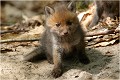 Un site particulièrement sympa qui a été occupé deux ans de suite .Depuis les blaireaux , qui sont en pleine expansion, ont colonisés le site . RENARDEAU

Mammifère
PHOTOGRAPHIE nature faune sauvage
Que nature vive

Daniel Trinquecostes 