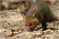 Que çà sent bon ....... RENARDEAU

Mammifère
PHOTOGRAPHIE nature faune sauvage
Que nature vive

Daniel Trinquecostes 