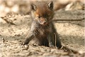 Celui là je le connais ....rien à craindre de lui ..... RENARDEAU

Mammifère
PHOTOGRAPHIE nature faune sauvage
Que nature vive

Daniel Trinquecostes 