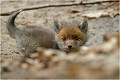 Prêt à bondir dans le terrier RENARDEAU

Mammifère
PHOTOGRAPHIE nature faune sauvage
Que nature vive

Daniel Trinquecostes 