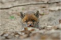 Je ressors ..... RENARDEAU

Mammifère
PHOTOGRAPHIE nature faune sauvage
Que nature vive

Daniel Trinquecostes 