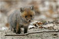 Branche ou friandise....en tous cas un jouet ! RENARDEAU

Mammifère
PHOTOGRAPHIE nature faune sauvage
Que nature vive

Daniel Trinquecostes 