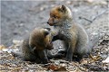 Bagarre de gamins RENARDEAU

Mammifère
PHOTOGRAPHIE nature faune sauvage
Que nature vive

Daniel Trinquecostes 