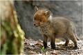  RENARDEAU

Mammifère
PHOTOGRAPHIE nature faune sauvage
Que nature vive

Daniel Trinquecostes 