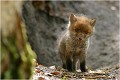 Toujours aussi observateur et curieux ... RENARDEAU

Mammifère
PHOTOGRAPHIE nature faune sauvage
Que nature vive

Daniel Trinquecostes 