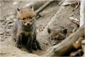 En 2005, sur un terrier découvert cette année là ........ RENARDEAU 
Photographie nature faune sauvage

Mammifère
Que nature vive

Daniel TRINQUECOSTES 