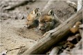  RENARDEAU 
Photographie nature faune sauvage

Mammifère
Que nature vive

Daniel TRINQUECOSTES 