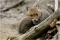  RENARDEAU 
Photographie nature faune sauvage

Mammifère
Que nature vive

Daniel TRINQUECOSTES 