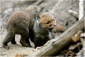  RENARDEAU 
Photographie nature faune sauvage

Mammifère
Que nature vive

Daniel TRINQUECOSTES 