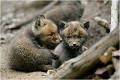  RENARDEAU 
Photographie nature faune sauvage

Mammifère
Que nature vive

Daniel TRINQUECOSTES 