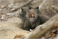  RENARDEAU 
Photographie nature faune sauvage

Mammifère
Que nature vive

Daniel TRINQUECOSTES 