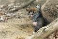  RENARDEAU 
Photographie nature faune sauvage

Mammifère
Que nature vive

Daniel TRINQUECOSTES 