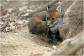  RENARDEAU 
Photographie nature faune sauvage

Mammifère
Que nature vive

Daniel TRINQUECOSTES 