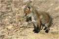  RENARDEAU 
Photographie nature faune sauvage

Mammifère
Que nature vive

Daniel TRINQUECOSTES 