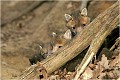 4 renardeaux de la même fratterie jouent à cache cache avec un photographe ....... RENARDEAU 
Photographie nature faune sauvage

Mammifère
Que nature vive

Daniel TRINQUECOSTES 