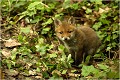 Les mèmes que précédemment , mais sur un autre terrier proche de celui d' origine. RENARDEAU 
Photographie nature faune sauvage

Mammifère
Que nature vive

Daniel TRINQUECOSTES 