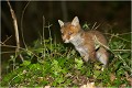 Au flash, par une lumière très faible ..... RENARDEAU 
Photographie nature faune sauvage

Mammifère
Que nature vive

Daniel TRINQUECOSTES 