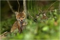  RENARDEAU 
Photographie nature faune sauvage

Mammifère
Que nature vive

Daniel TRINQUECOSTES 