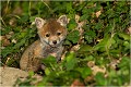 Contemplatif et pas du tout inquiet !!!!!
D'une portée à l'autre , le comportement des jeunes est extrémement différent ! RENARDEAU 
Photographie nature faune sauvage

Mammifère
Que nature vive

Daniel TRINQUECOSTES 