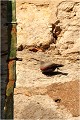 Il est interessant de remarquer la petitesse de l'oiseau que l'on peut apprécier en le comparant avec la taille du paratonnerre qui fait à peine 4 cms de large ! TICHODROME ECHELETTE
TICHODROMADIDES
OISEAUX
PHOTOGRAPHIE DE FAUNE SAUVAGE ET DE NATURE

que-nature-vive

Daniel TRINQUECOSTES 