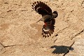 Belle attitude de vol. TICHODROME ECHELETTE
TICHODROMADIDES
OISEAUX
PHOTOGRAPHIE DE FAUNE SAUVAGE ET DE NATURE

que-nature-vive

Daniel TRINQUECOSTES 