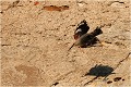 Le RAFALE en démonstration d'attaque en piqué ....!
 TICHODROME ECHELETTE
TICHODROMADIDES
OISEAUX
PHOTOGRAPHIE DE FAUNE SAUVAGE ET DE NATURE

que-nature-vive

Daniel TRINQUECOSTES 