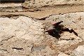 A l'affût 3 TICHODROME ECHELETTE
TICHODROMADIDES
OISEAUX
PHOTOGRAPHIE DE FAUNE SAUVAGE ET DE NATURE

que-nature-vive

Daniel TRINQUECOSTES 