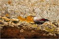  TICHODROME ECHELETTE
TICHODROMADIDES
OISEAUX
PHOTOGRAPHIE DE FAUNE SAUVAGE ET DE NATURE

que-nature-vive

Daniel TRINQUECOSTES 