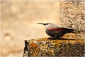  TICHODROME ECHELETTE
TICHODROMADIDES
OISEAUX
PHOTOGRAPHIE DE FAUNE SAUVAGE ET DE NATURE

que-nature-vive

Daniel TRINQUECOSTES 