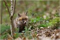 Autour du terrier RENARD RENARDEAU TERRIER
Photographie nature faune sauvage

Mammifère
Que nature vive

Daniel TRINQUECOSTES 