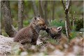 Embrassade, calin, c'est comme vous voulez ........ RENARD RENARDEAU TERRIER
Photographie nature faune sauvage

Mammifère
Que nature vive

Daniel TRINQUECOSTES 