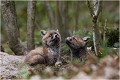 Un avion passe .......cela ne les dérange guère mais déclenche des moments de grande curiosité .... RENARD RENARDEAU TERRIER
Photographie nature faune sauvage

Mammifère
Que nature vive

Daniel TRINQUECOSTES 