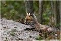 Phase de repos et d'attentive observation ..... RENARD RENARDEAU TERRIER
Photographie nature faune sauvage

Mammifère
Que nature vive

Daniel TRINQUECOSTES 